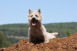 CAIRN TERRIER 478